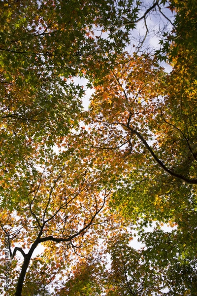 Fototapeta Maple tree1