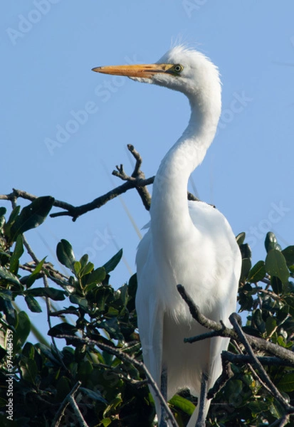 Fototapeta White Heron in a tree