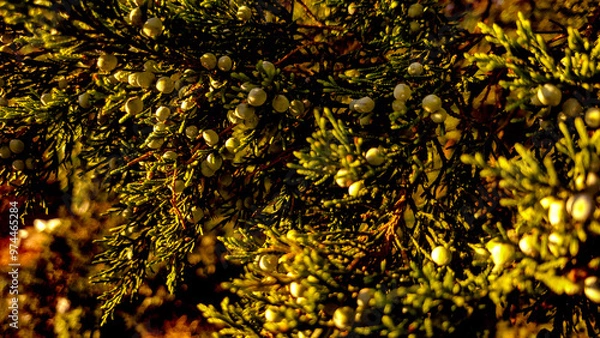 Fototapeta Unripe juniper berries growing on branches, close up, in the evening