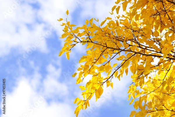 Fototapeta Tree branches closeup