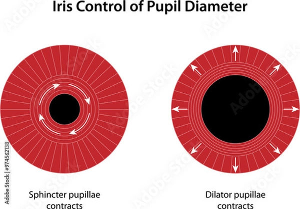 Obraz Iris Control of Pupil Diameter