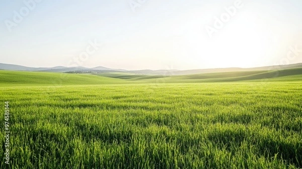 Fototapeta Green grass lawn stretching to the horizon, with soft hills in the distance and a bright, clear day.