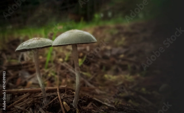 Obraz Wild mushroom fungus