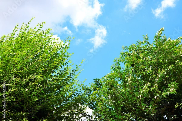 Fototapeta 青空に映える木々