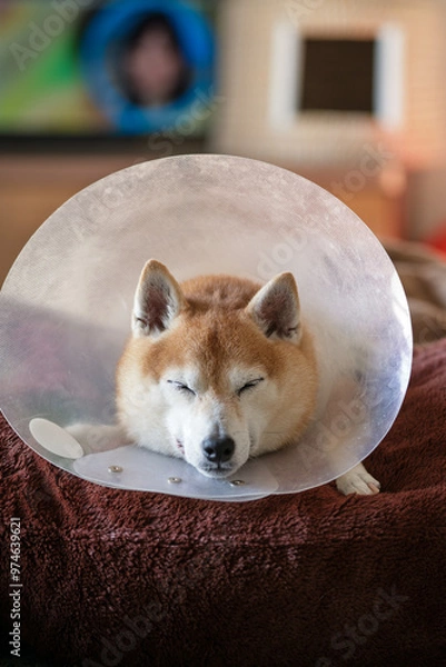 Fototapeta エリザベスカラーをつけた柴犬