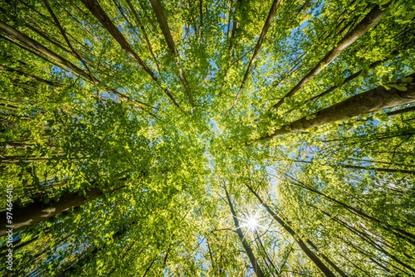 Fototapeta A Beautiful Lush Green Forest Canopy View with Sunlight Gently Filtering Through Trees