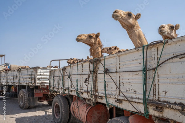 Fototapeta Camels loaded on the back of the truck. Border control between Djibouti and Ethiopia.
