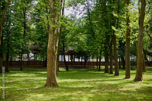 Obraz Path in the park in Buzias with lots of greenery and huge plane trees