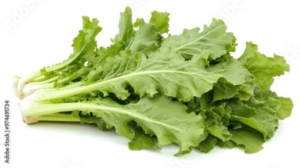 Fototapeta A bunch of fresh, green lettuce with crisp leaves, ready for salads or cooking.