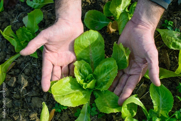 Obraz Pianta di Lattuga, sviluppo curare, Agricoltura