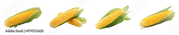 Fototapeta Set, collection of Corn cob isolated on transparent background.