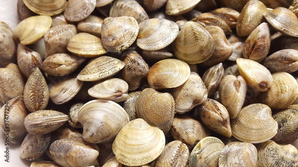 Fototapeta vongole 1