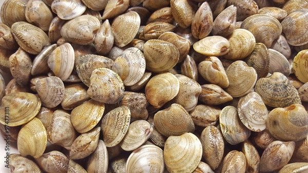 Fototapeta vongole 2
