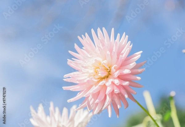 Obraz ピンクのダリアと青空