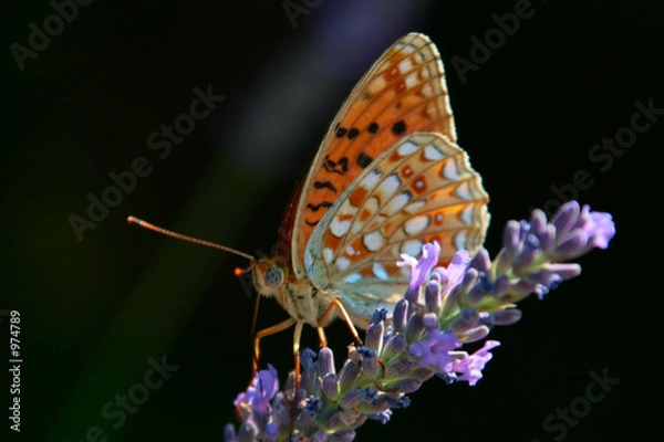 Fototapeta papillon butinant une fleur de lavande