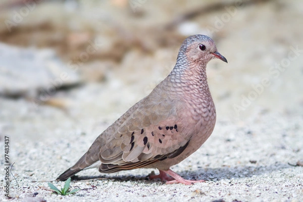Obraz The Common Ground-Dove