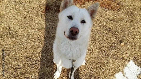 Fototapeta 풍산개