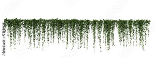 Obraz 3D render ivy on transparent background