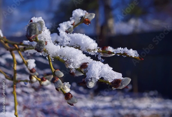 Obraz Весеннее таяние снега на ветках вербы.