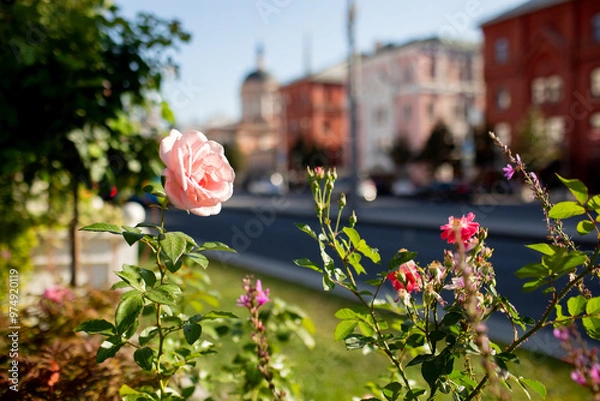 Obraz A rose on the street