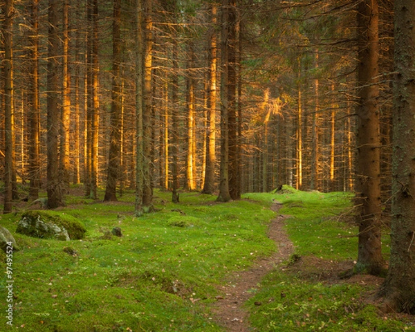 Obraz Spruce forest and path golden sunset light