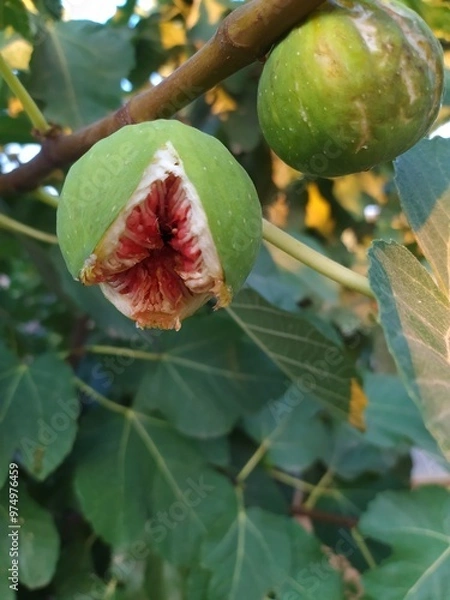 Fototapeta Green ripe figs on branch with leaves, fresh organic and harvested fruit image, ideal for food and health content.