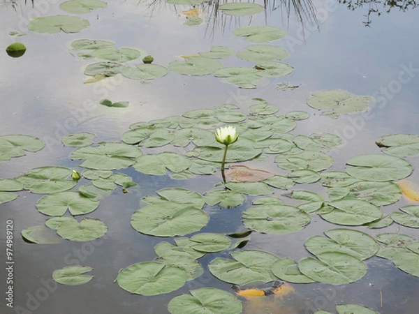 Fototapeta single waterlily popping up in a ditch