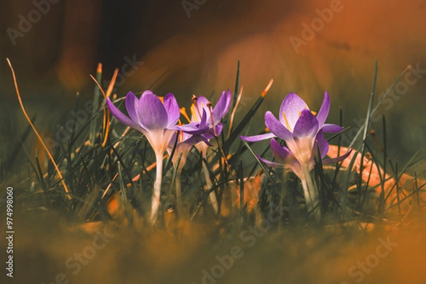 Obraz Krokusy w zbliżeniu 