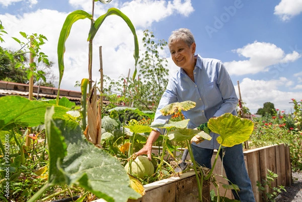 Obraz A woman is tending to her garden, pulling out a pumpkin. The garden is full of plants and the woman is smiling
