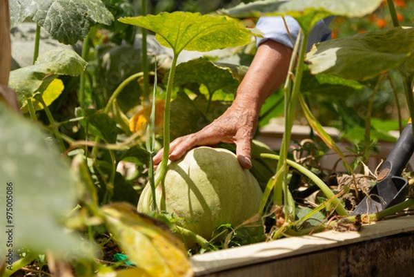 Obraz A person is reaching for a pumpkin in a garden. The pumpkin is green and is located in the middle of the garden