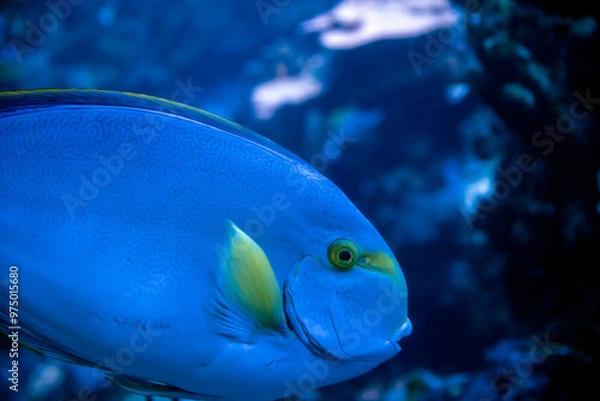 Obraz fish in aquarium