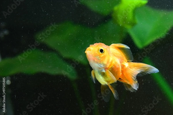 Obraz Goldfish
