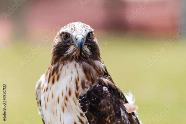 Fototapeta red-tailed hawk closeup