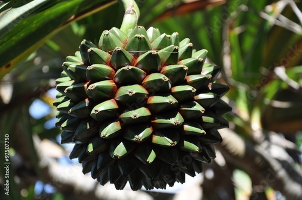 Fototapeta Vacoa - fruit