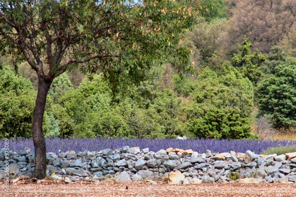 Obraz champ de lavande en fleur