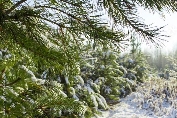 Obraz Winter pine forest