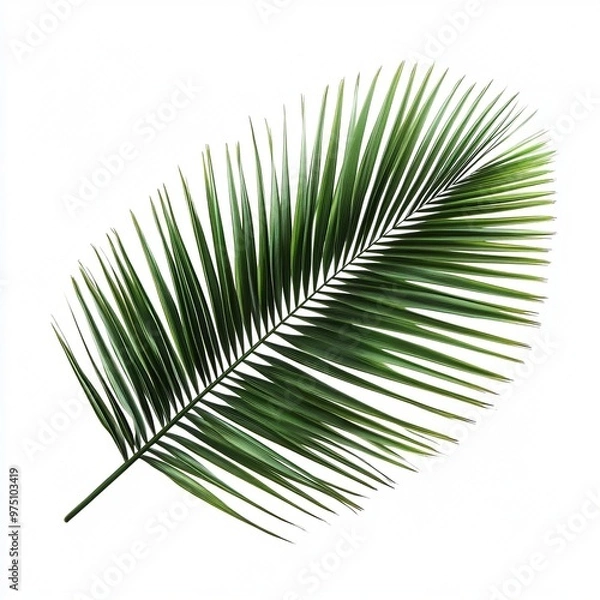 Fototapeta Minimalist Palm Leaves on White Background