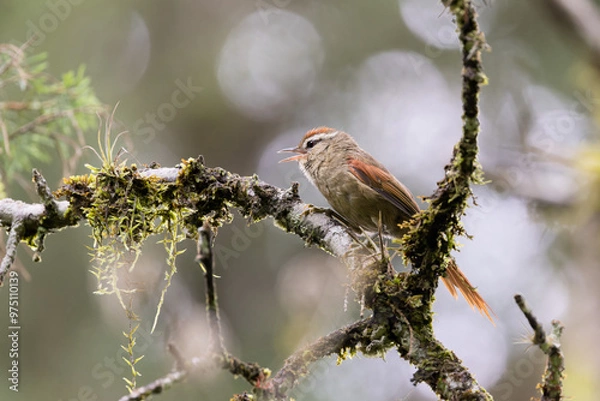 Obraz arredio-pálido (Cranioleuca pallida)