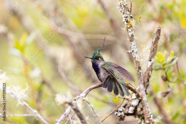 Fototapeta Beija-flor-de-topete-verde (Stephanoxis lalandi)