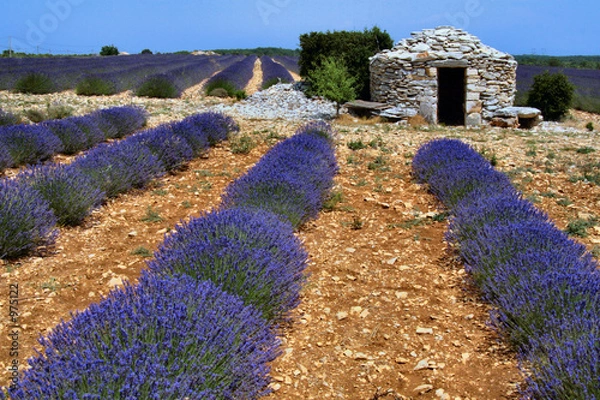 Obraz champ de lavande en fleur