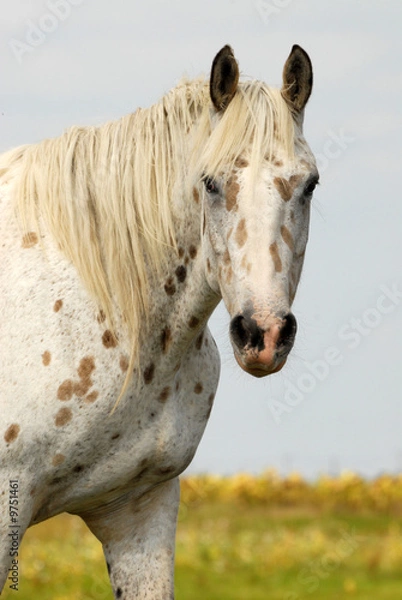 Obraz cheval appalosa dans une prairie