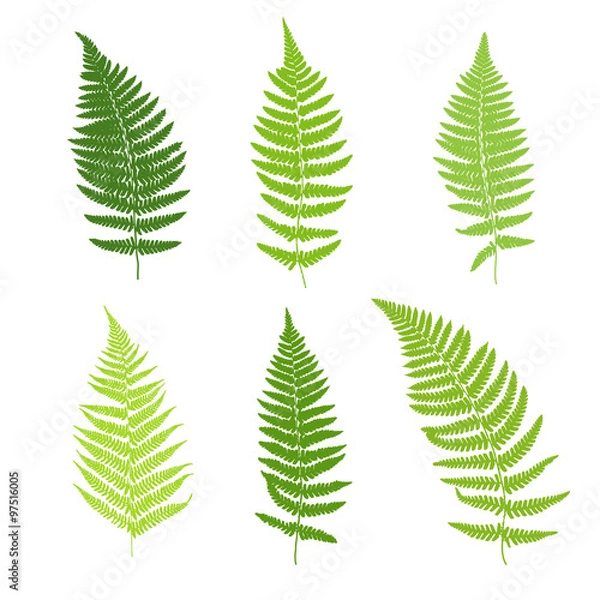 Obraz Zestaw sylwetek Fern Frond.