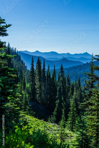 Obraz forest in the mountains