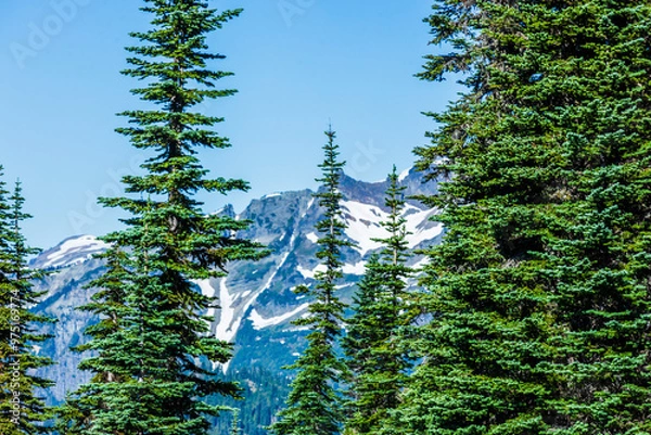 Obraz forest in the mountains