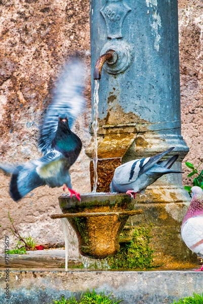 Fototapeta Pigeons Drinking at a Nasone