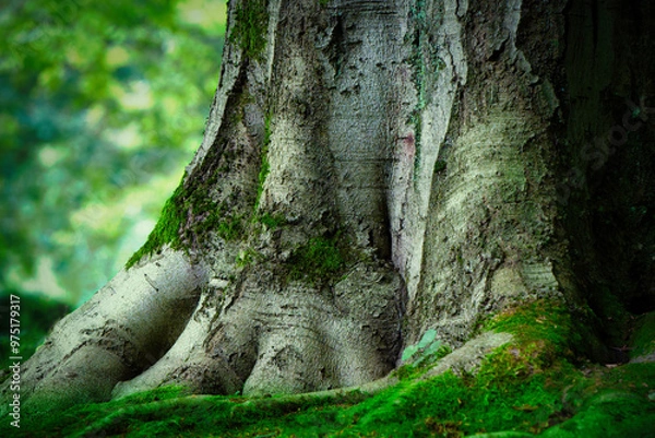 Fototapeta ground view of a mossy trunk of an ancient beech tree against a blurred background