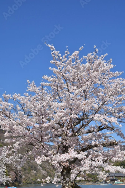 Obraz 嵐山の桜