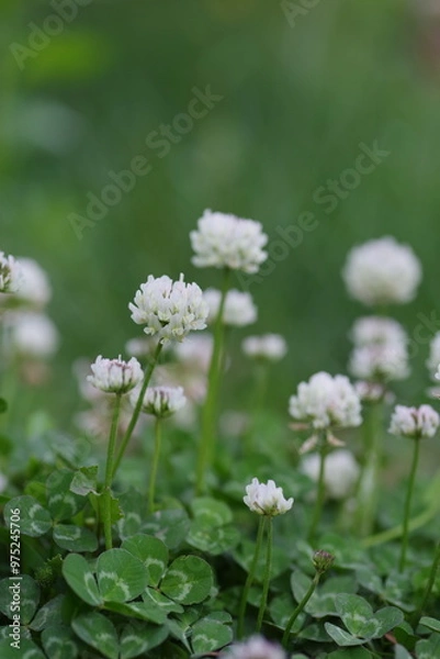 Obraz white clover flowers on green color bokeh background