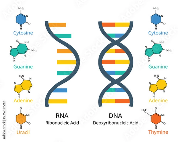 Fototapeta comparison of RNA or ribonucleic acid to DNA or deoxyribonucleic acid