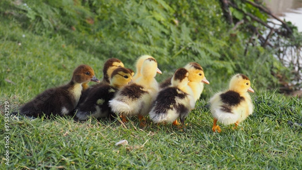 Obraz ducklings in the grass